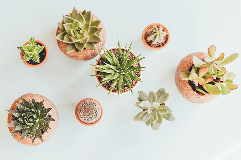 Plantas en casa